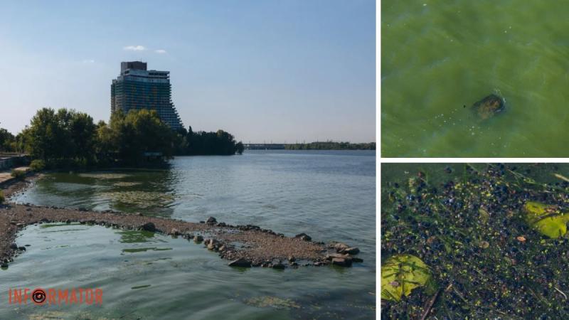 Неймовірний сморід, сміття по коліна і зелена вода