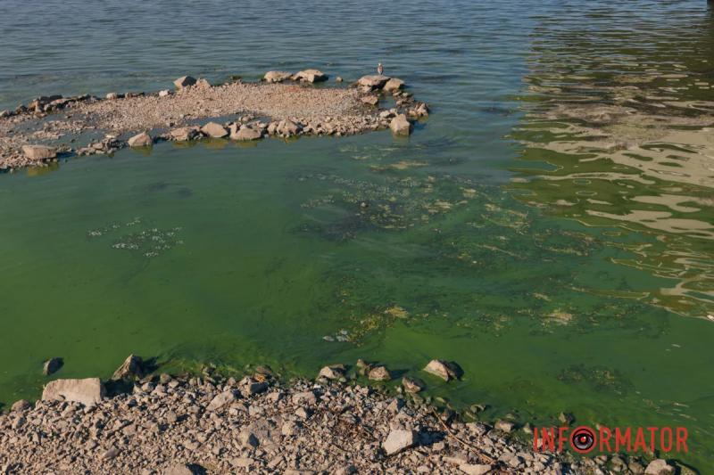 Неймовірний сморід, сміття по коліна і зелена вода