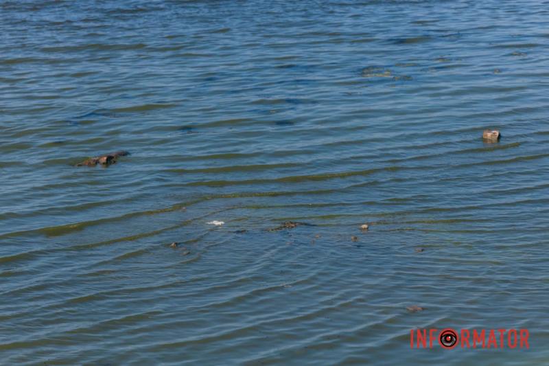 Неймовірний сморід, сміття по коліна і зелена вода