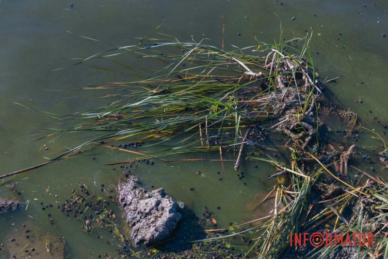 Неймовірний сморід, сміття по коліна і зелена вода