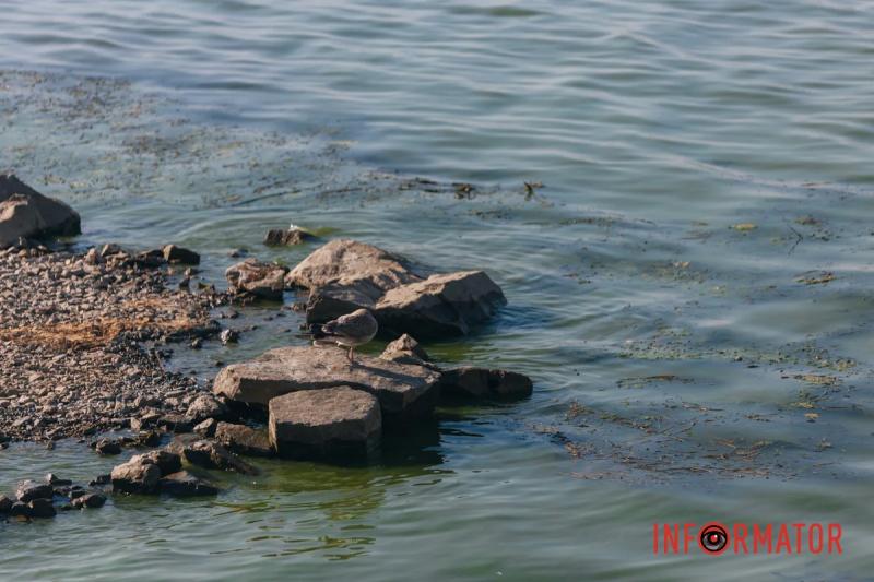 Неймовірний сморід, сміття по коліна і зелена вода