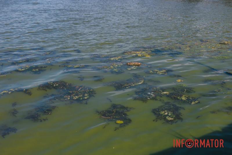 Неймовірний сморід, сміття по коліна і зелена вода