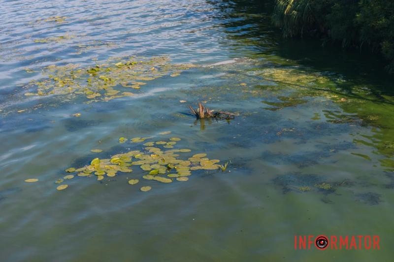 Неймовірний сморід, сміття по коліна і зелена вода