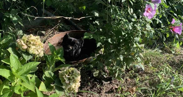 У Великому Омелянику собаку врятували із бочки з водою