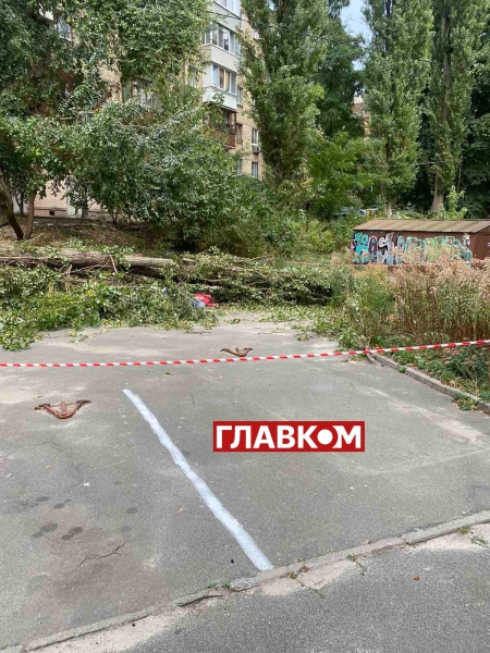 У Києві через падіння дерева загинула людина