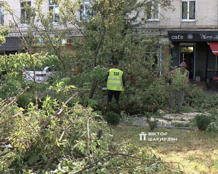 Комунальники у Рівному прибирать дерева, що повалило шквальним вітром (ФОТО)