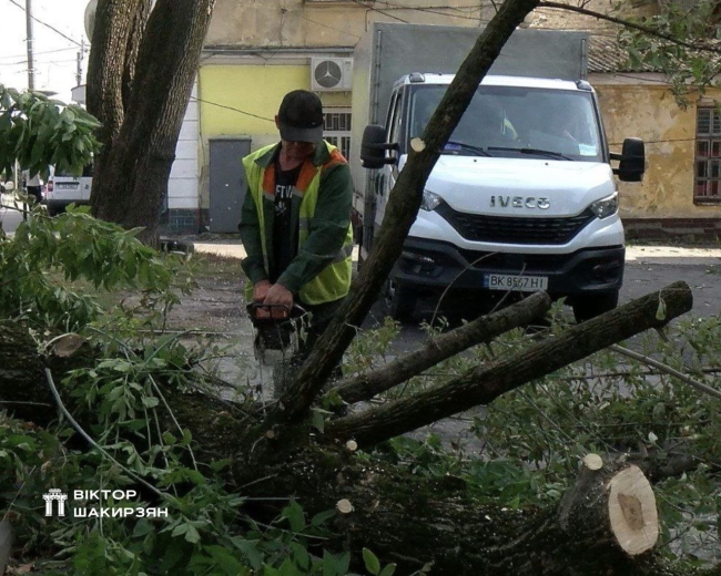 Комунальники у Рівному прибирать дерева, що повалило шквальним вітром (ФОТО)