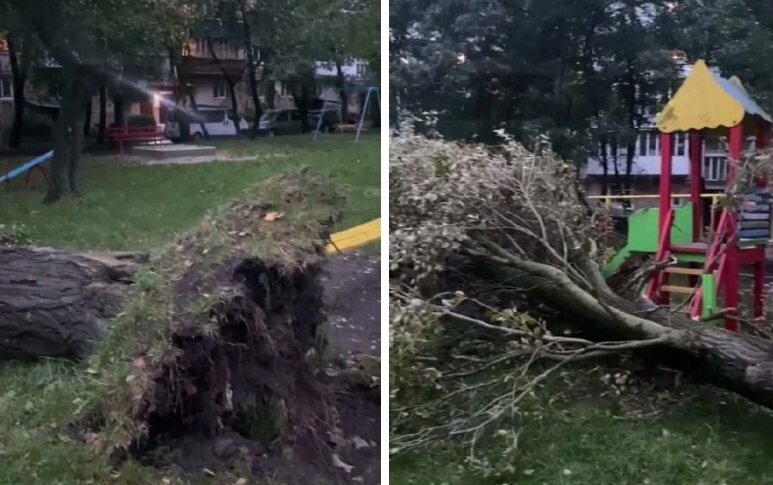 У Тернополі дерево впало на дитячий майданчик, пощастило, що дітей не було (ФОТО)