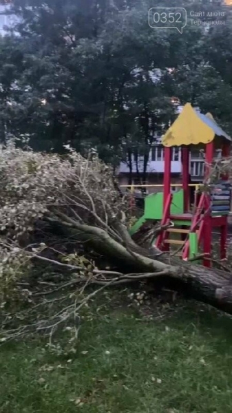 У Тернополі дерево впало на дитячий майданчик, пощастило, що дітей не було (ФОТО)