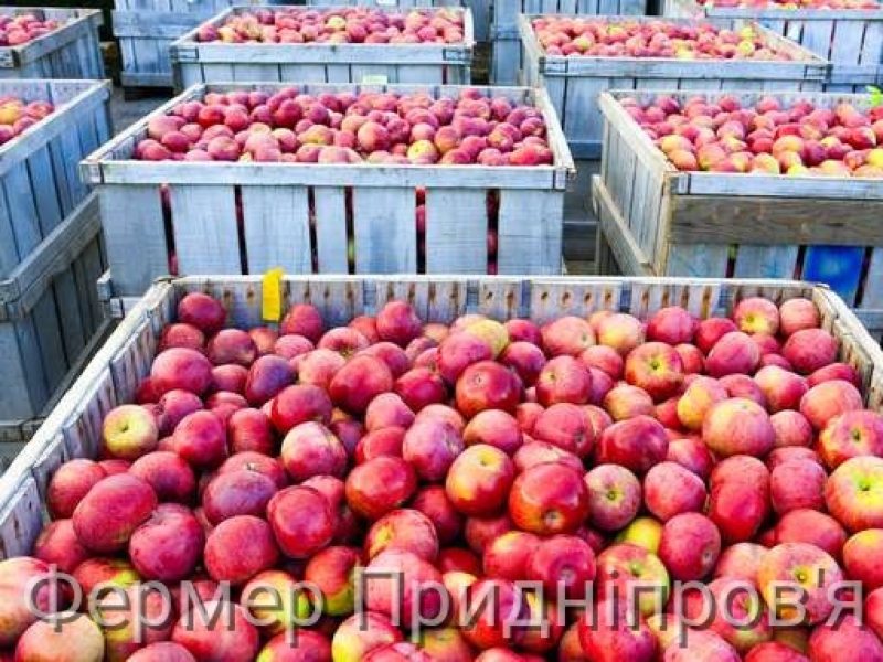 У Черкаській області зібрали близько 28 тис. тонн плодово-ягідної продукції